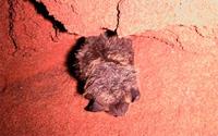 Житель «Мухинской» пещеры – летучий мышь. Безмолвный свидетель тайн пещерных, они точно знают где спрятан клад и где его искать. 