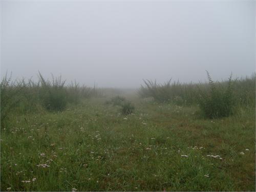 Приехал на место, а там туман как молоко. Еле ориентиры нашел.