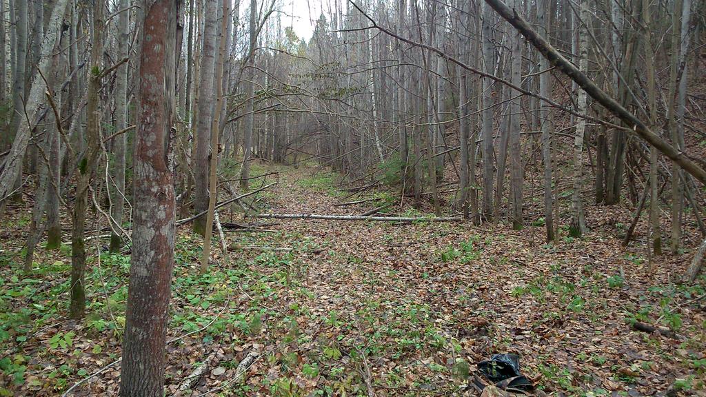 Старинная дорога.Ислейтарское лесничество