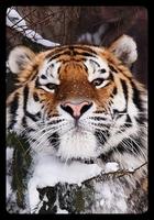 уссурийский тигр