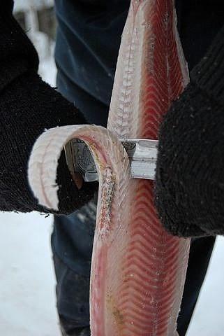 Строганина