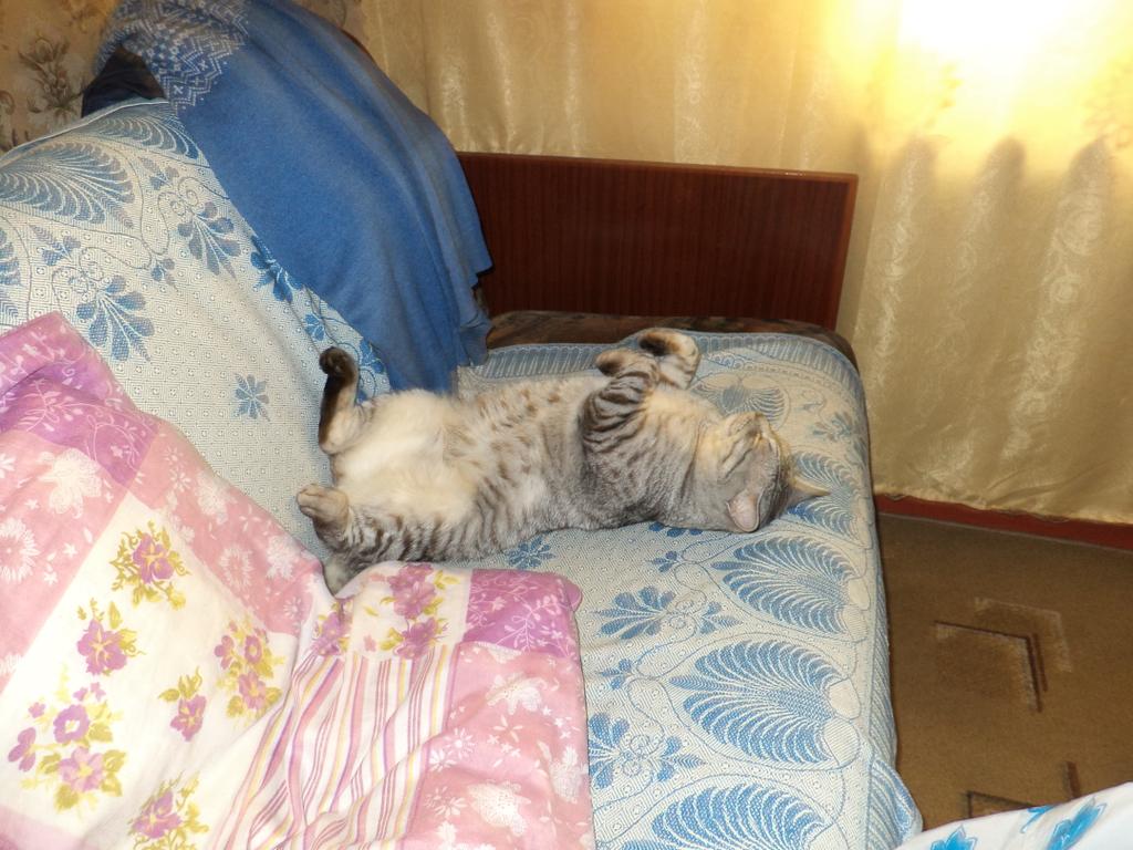 Мой кот Амиго