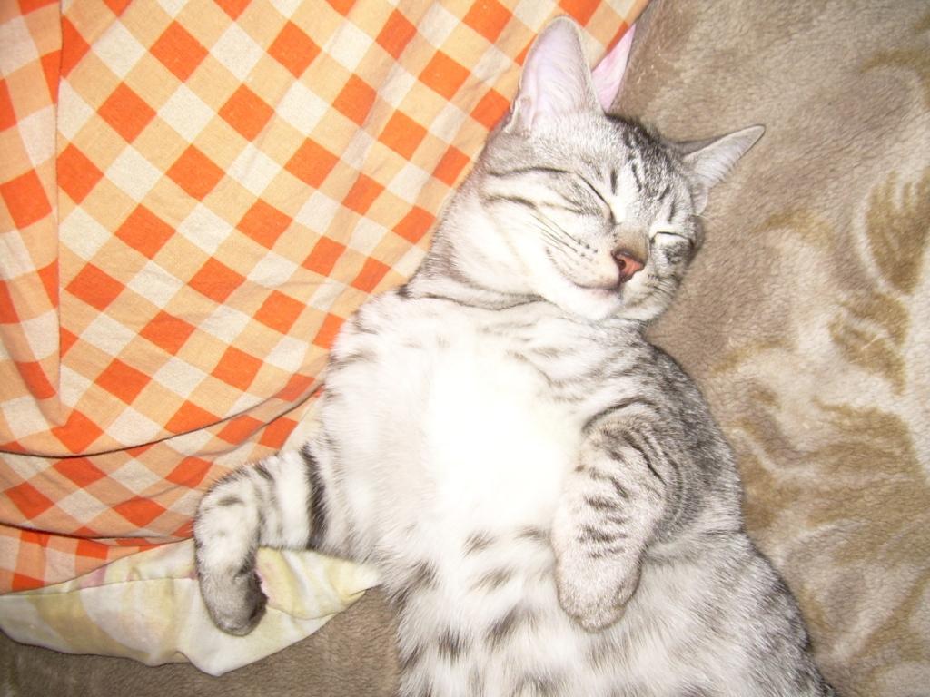 Амиго