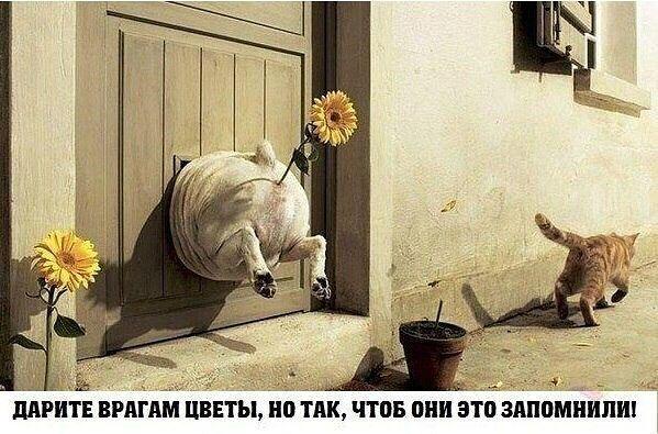 Приколы