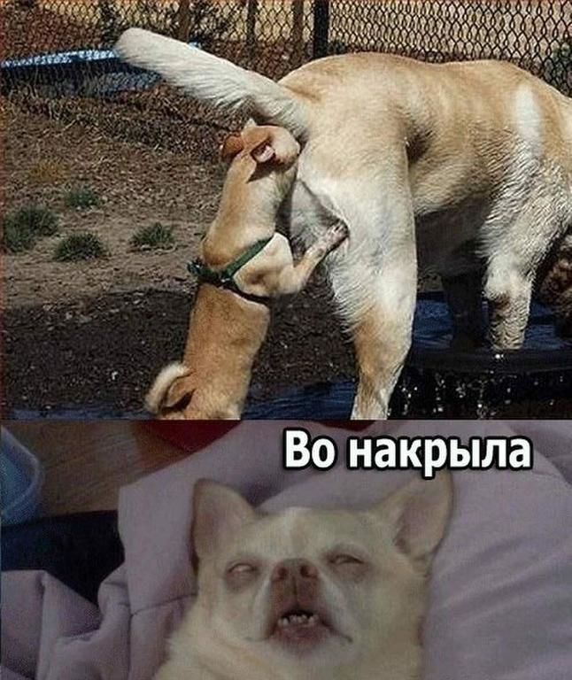Приколы
