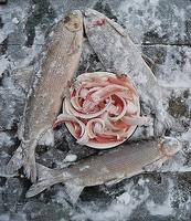 Строганина