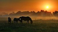 Природа
