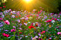 Природа