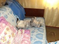 Мой кот Амиго