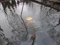 Водолазы ПСС