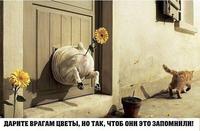 Приколы