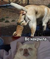 Приколы