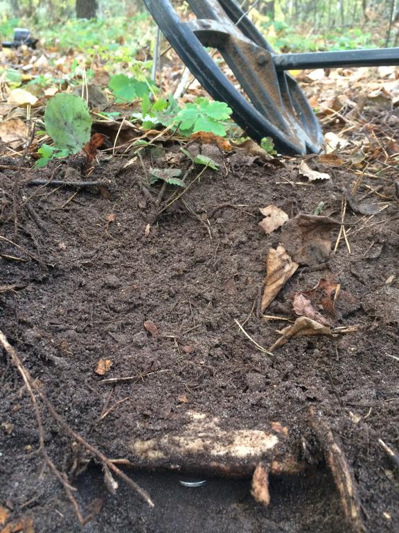 Полтинничек 22ого, спрятался под корнем