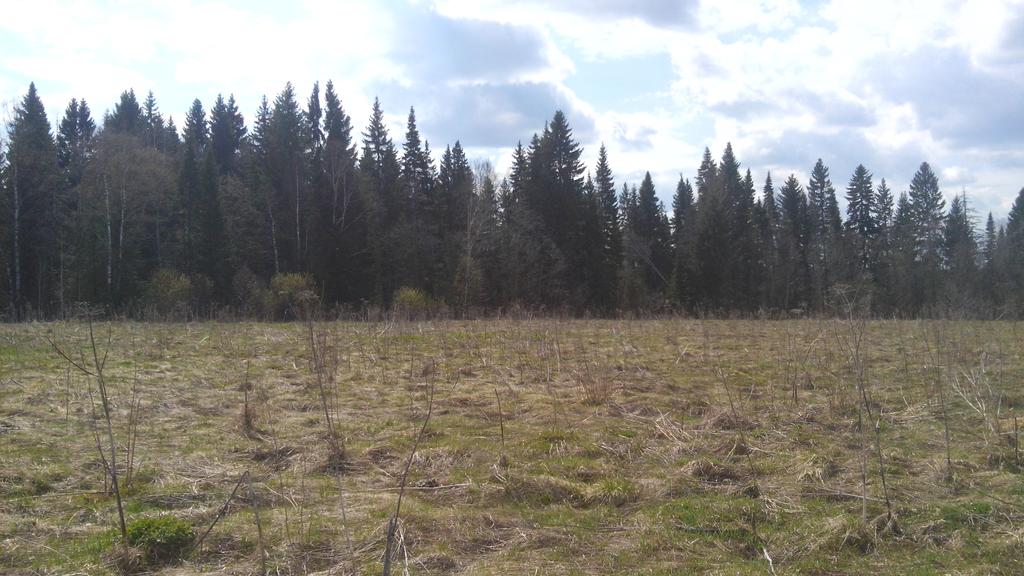 окраина поля