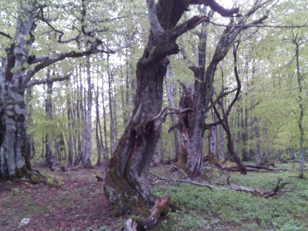 Столетние буки