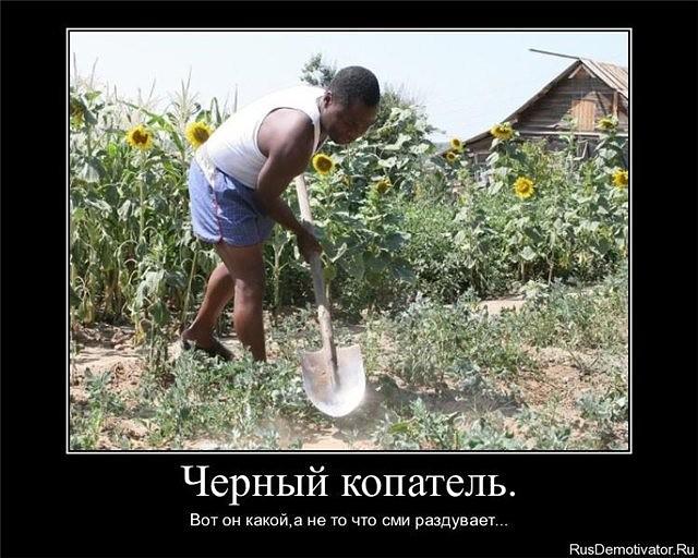 чёрный копарь
