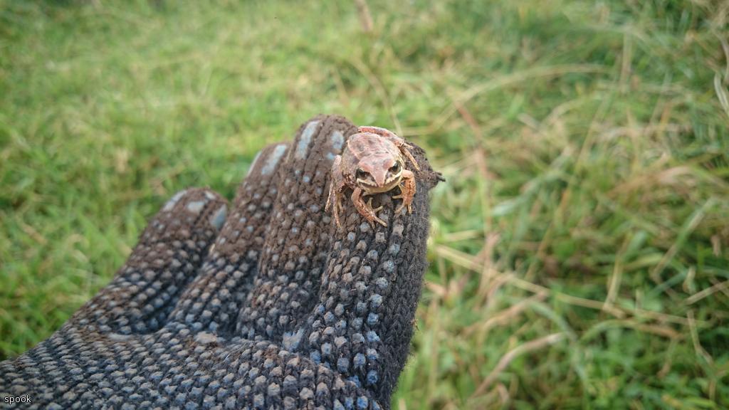 царевна лягушка