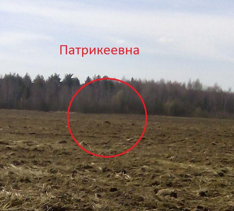 Патрикеевна