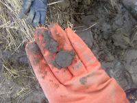 Первая монетка в 2016 