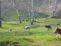 Байкал. Эти вездесущие коровы..