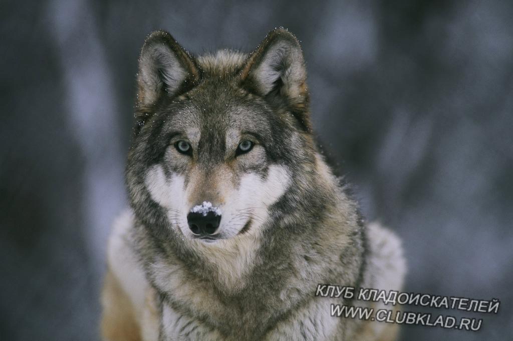 vidar