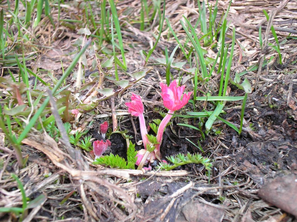 Первые цветы