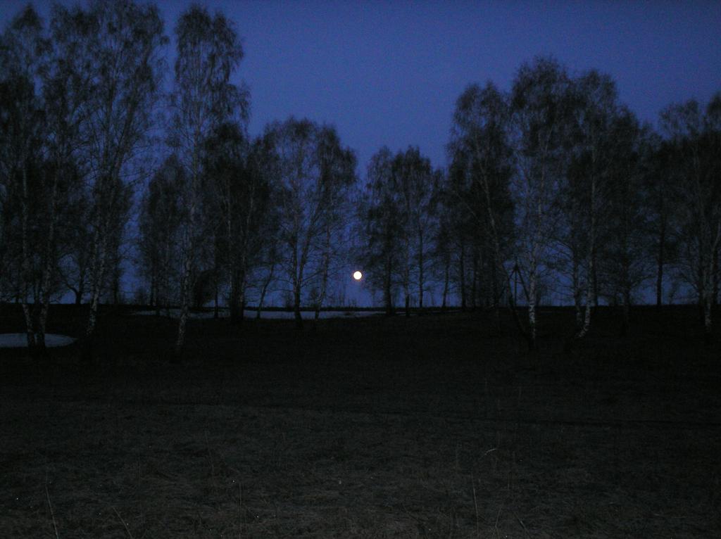 Луна в лесу