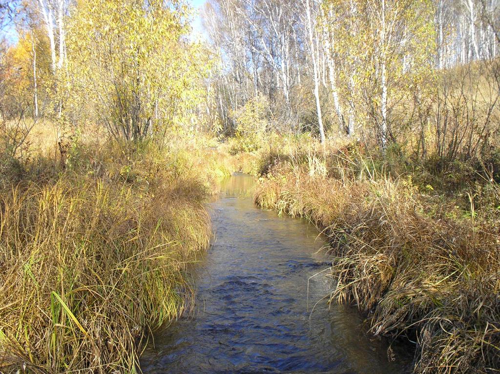 Лесной ручей, вода чистейшая