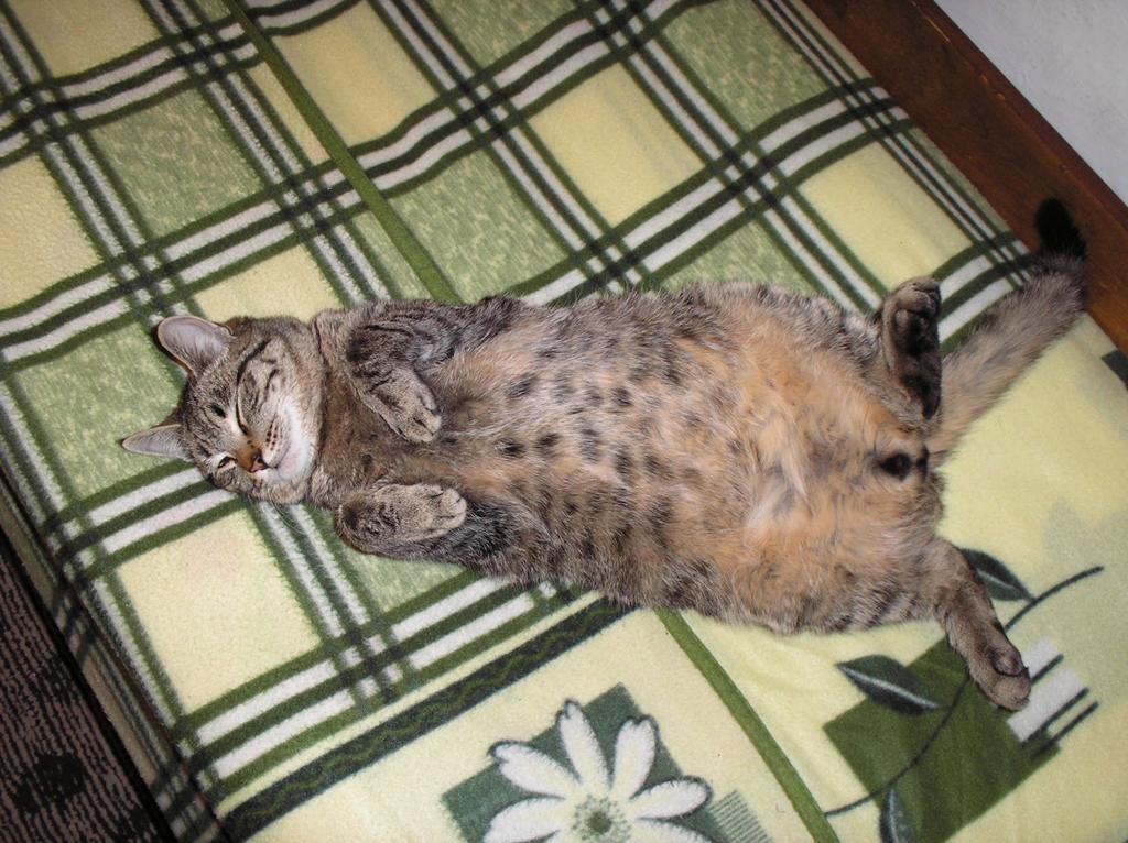 Мой кот