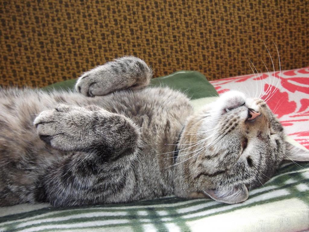 Кот спит