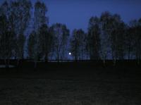 Луна в лесу