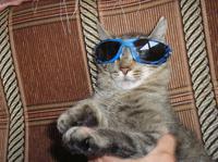 Кот