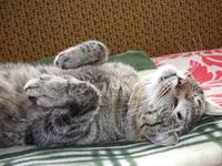 Кот спит
