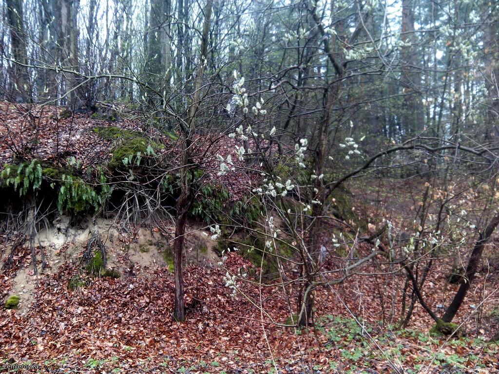лес