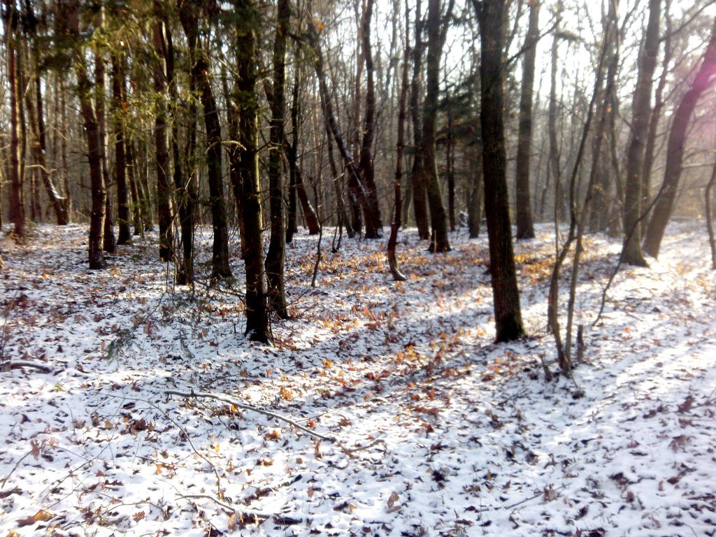 Лес